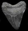 Serrated, Black Megalodon Tooth - South Carolina #34264-2
